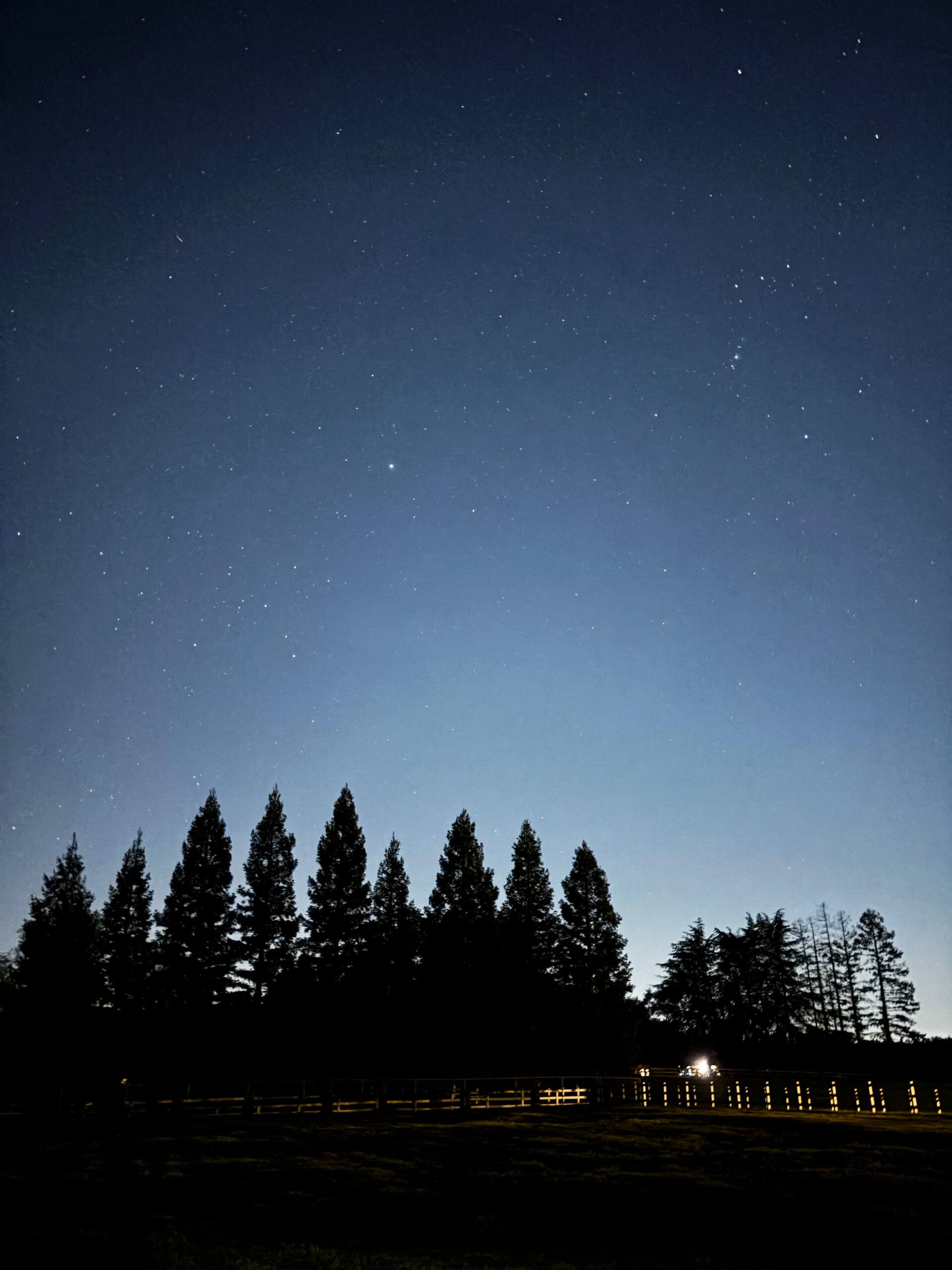 A row of tall conifers silhouetted against a starry deep-blue night sky above the pasture, with warm amber path lights softly glowing along the horse fence at the base of the frame
