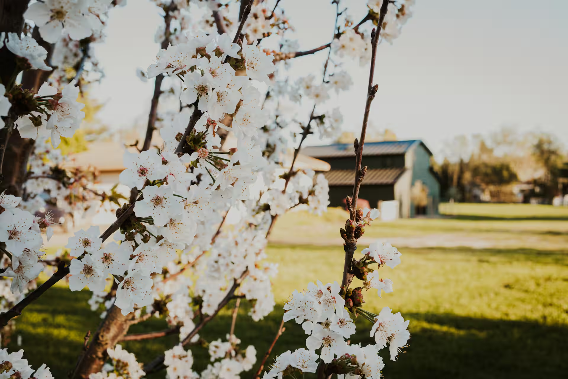 White spring blossoms in the foreground with the farm barn and pasture softly blurred in golden afternoon light