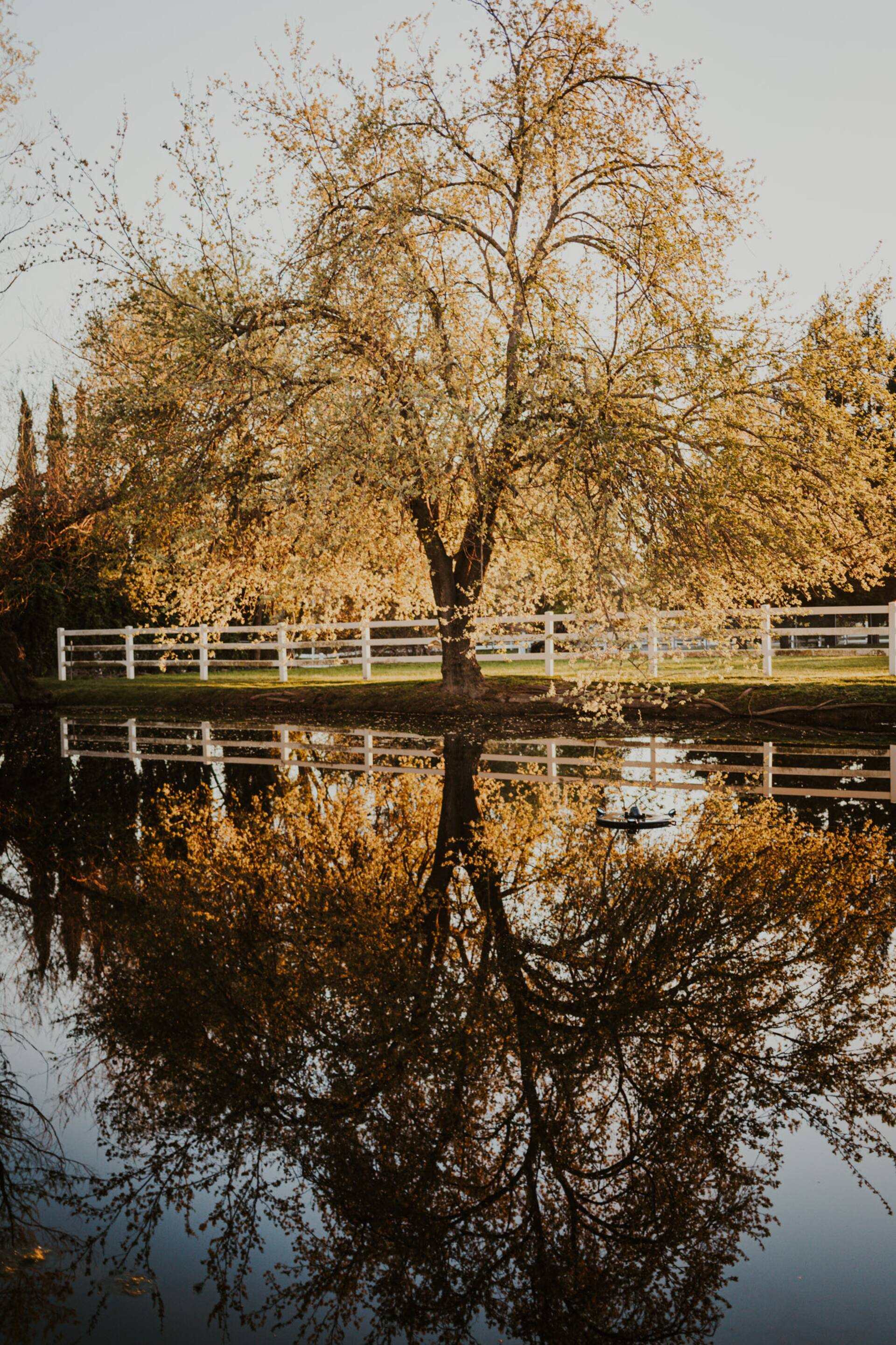 A tall tree in golden early light stands on the far bank of the pond behind a classic white horse fence, mirrored in the glassy water below